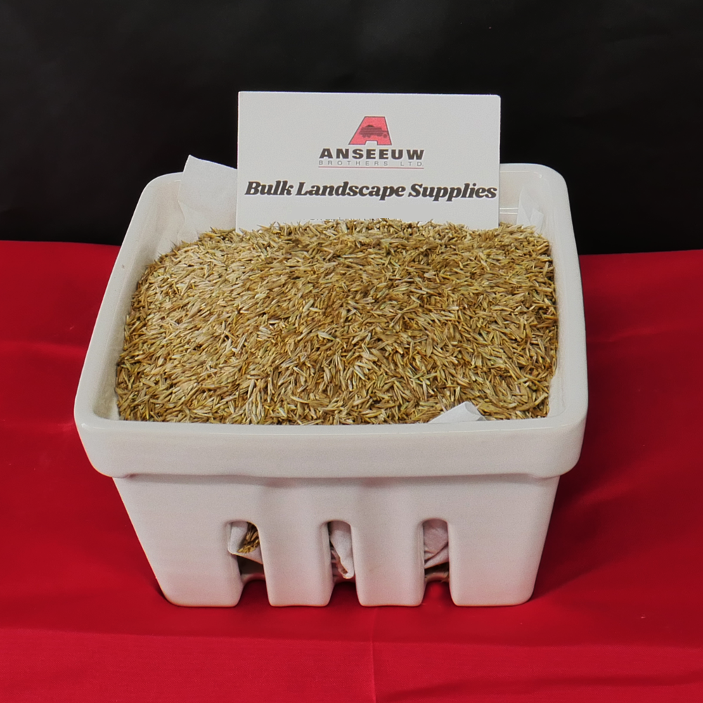 Anseeuw Bros rapid grow grass seed closeup